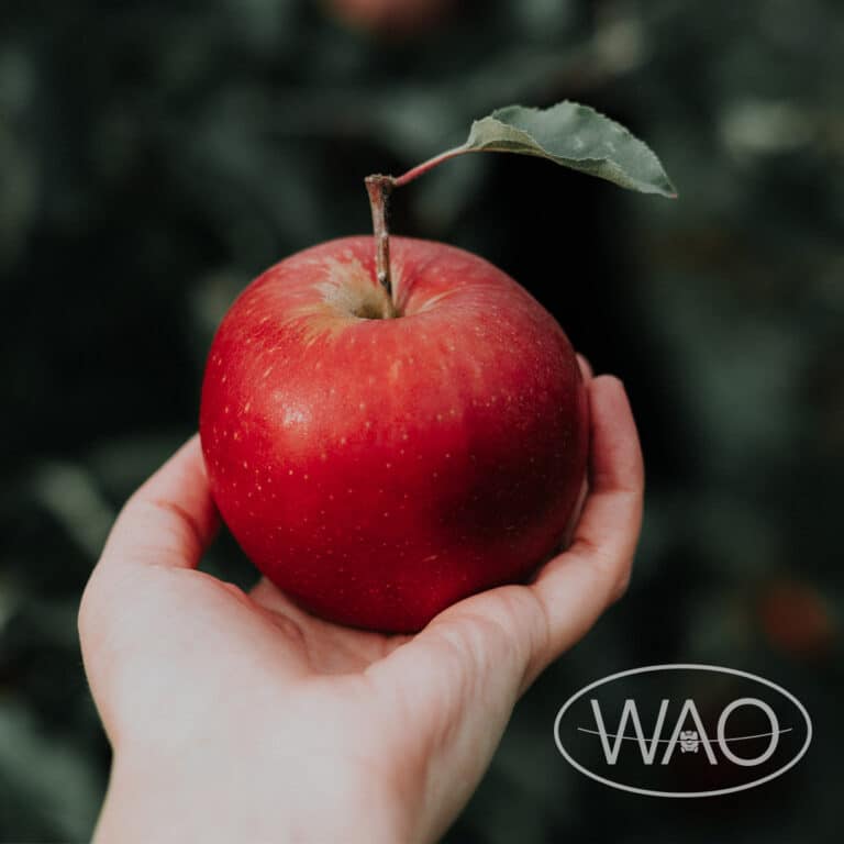 WAO_instagram_teachers2